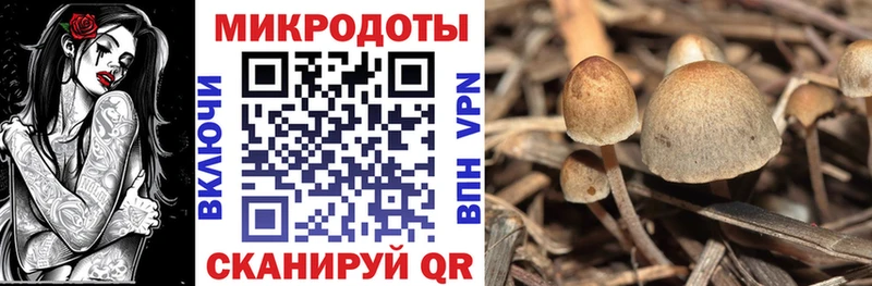 Купить где Кумертау Псилоцибиновые грибы Psilocybe
